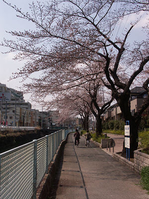 久地さくら緑地の写真1