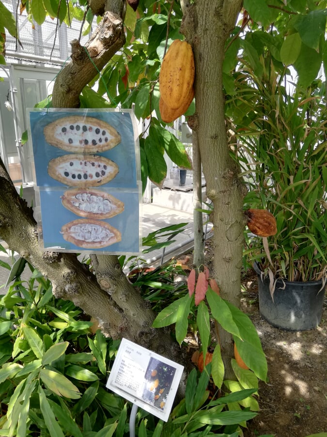 星薬科大学 薬用植物園の写真2