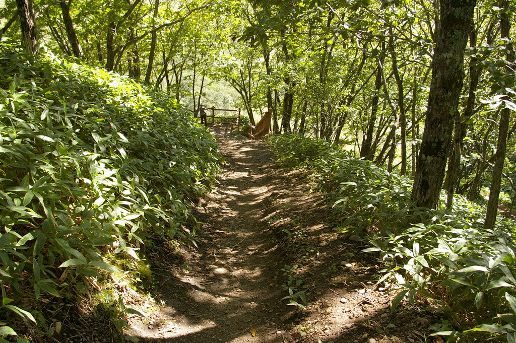 コッタロ湿原展望台の写真5