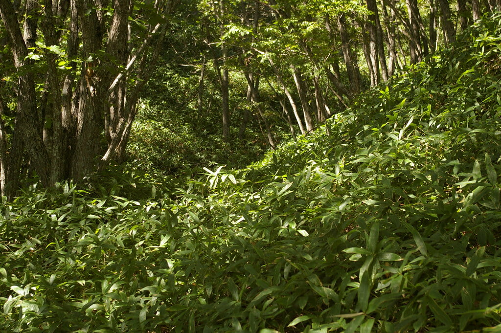 コッタロ湿原展望台の写真10