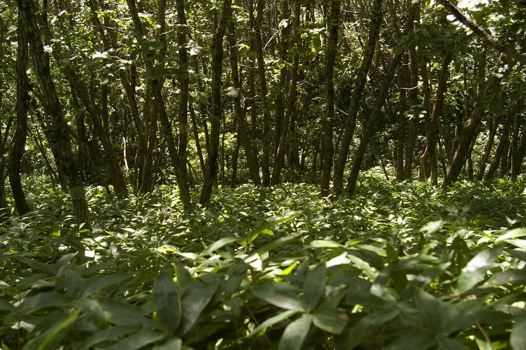 コッタロ湿原展望台の写真11