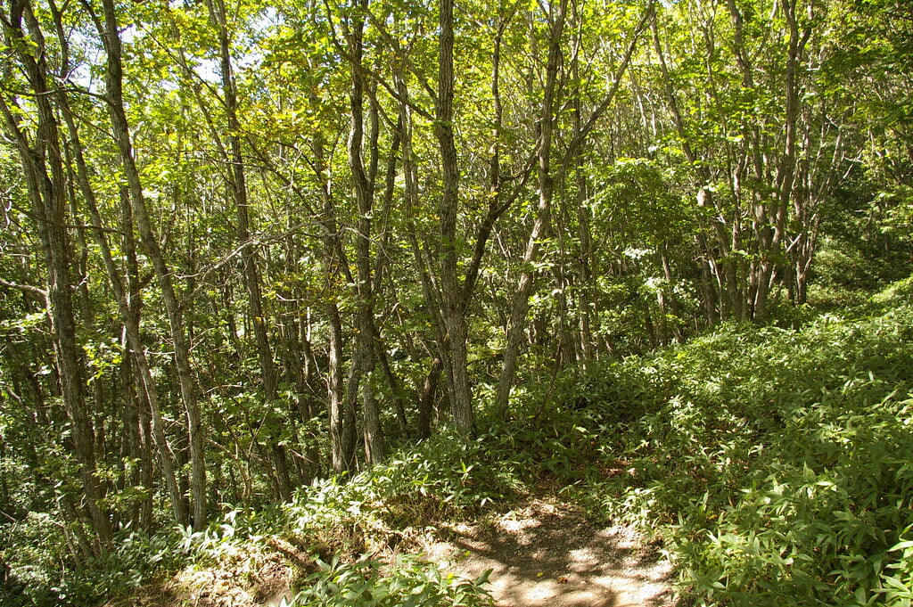 コッタロ湿原展望台の写真14