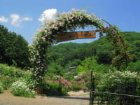 滝ノ入ローズガーデン