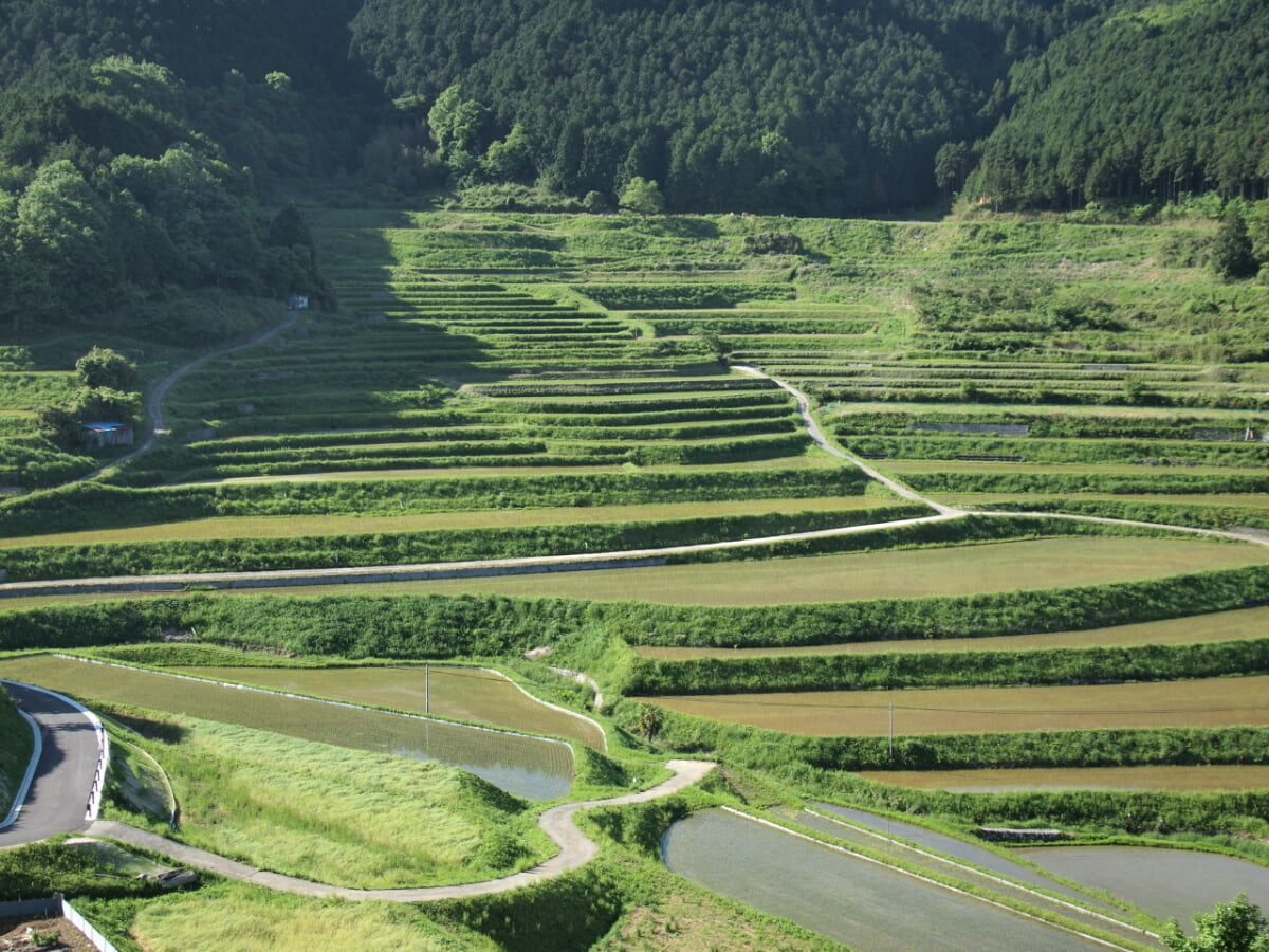 美咲町・大垪和西の棚田の写真1