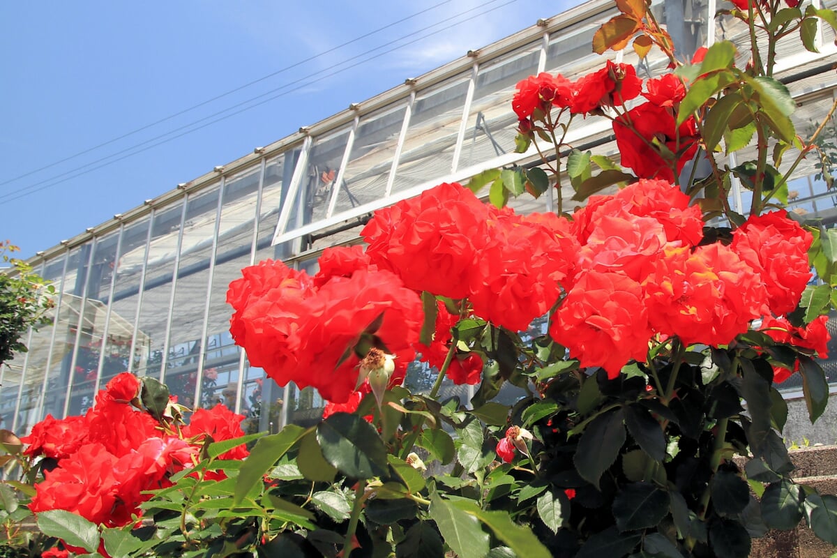 島田市ばらの丘公園の写真2