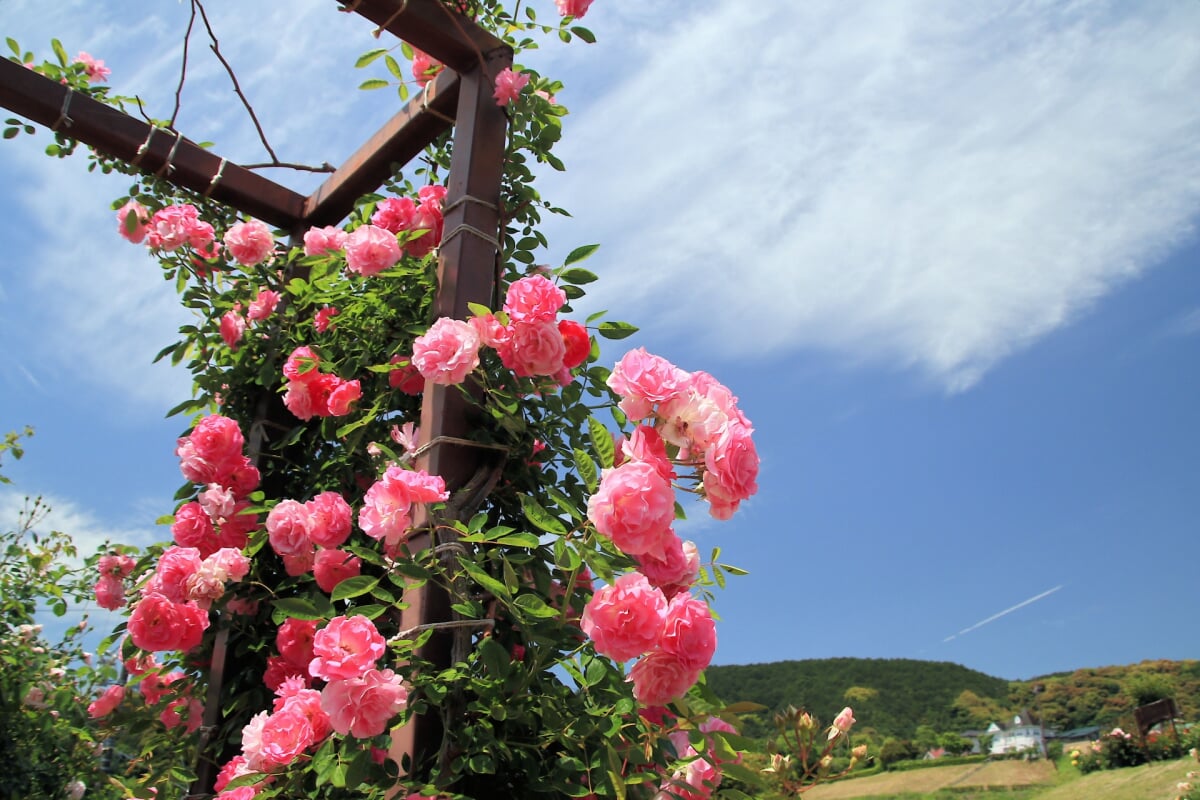 島田市ばらの丘公園の写真3