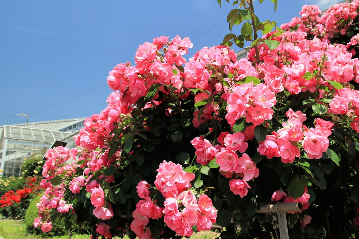 島田市ばらの丘公園の写真5