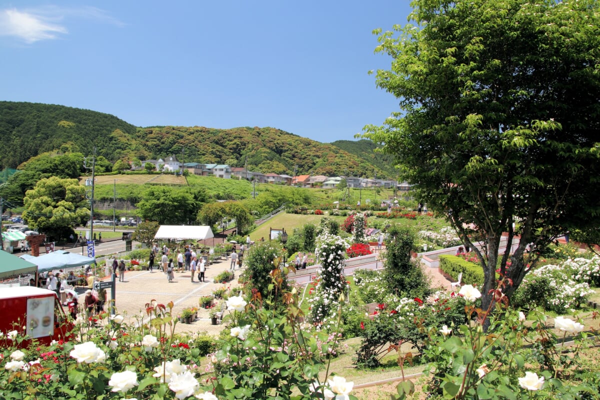 島田市ばらの丘公園の写真1