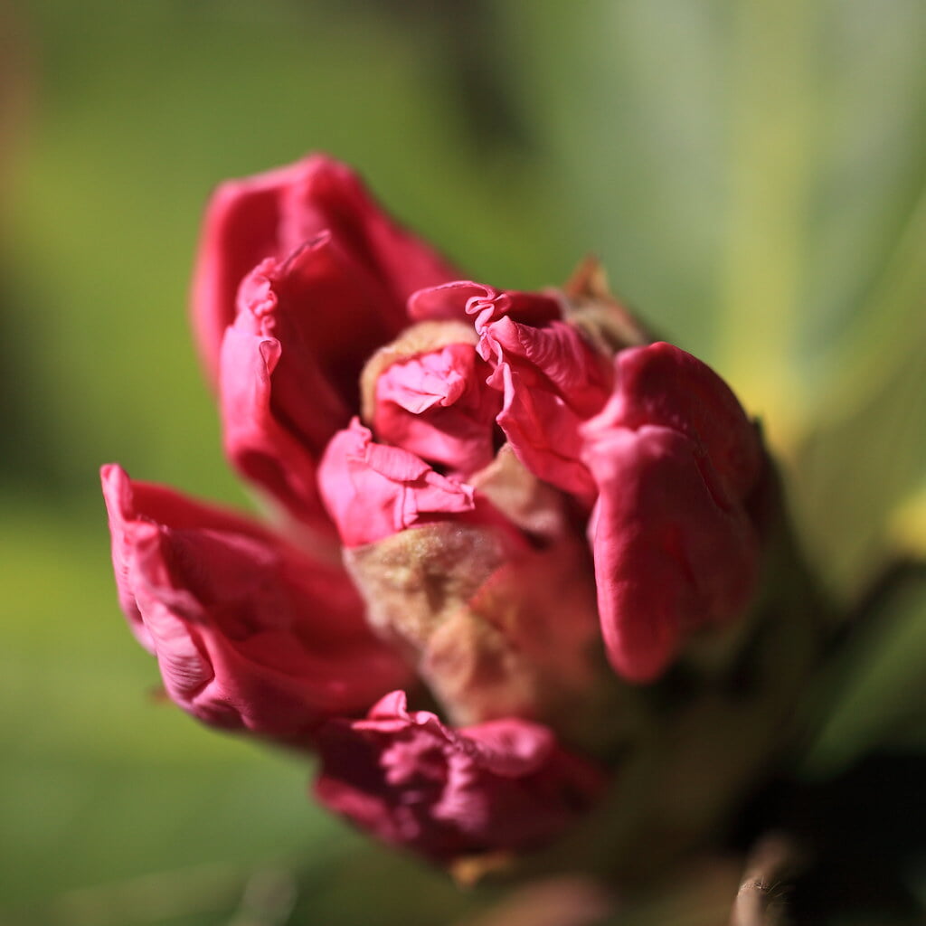 栃木植物園 大柿花山の写真2
