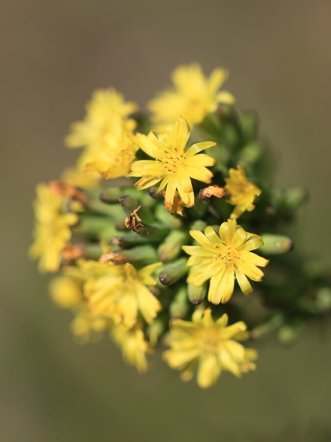 栃木植物園 大柿花山の写真4