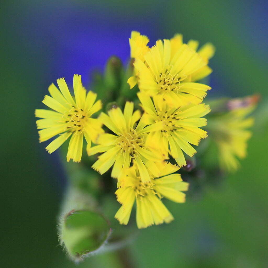 栃木植物園 大柿花山の写真5