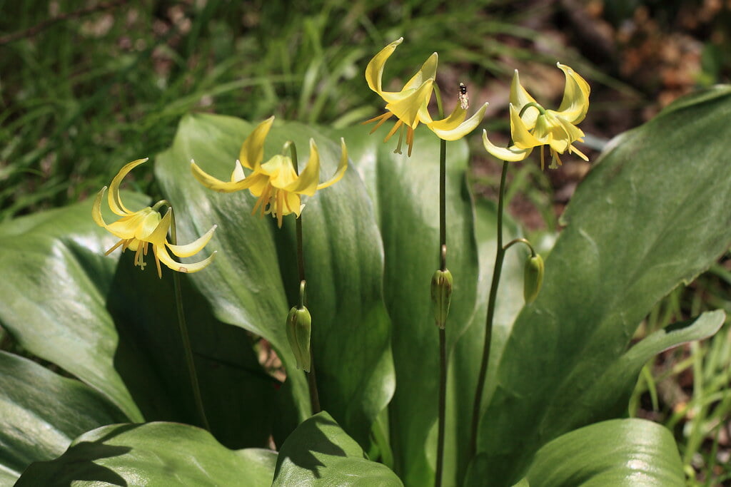 栃木植物園 大柿花山の写真6