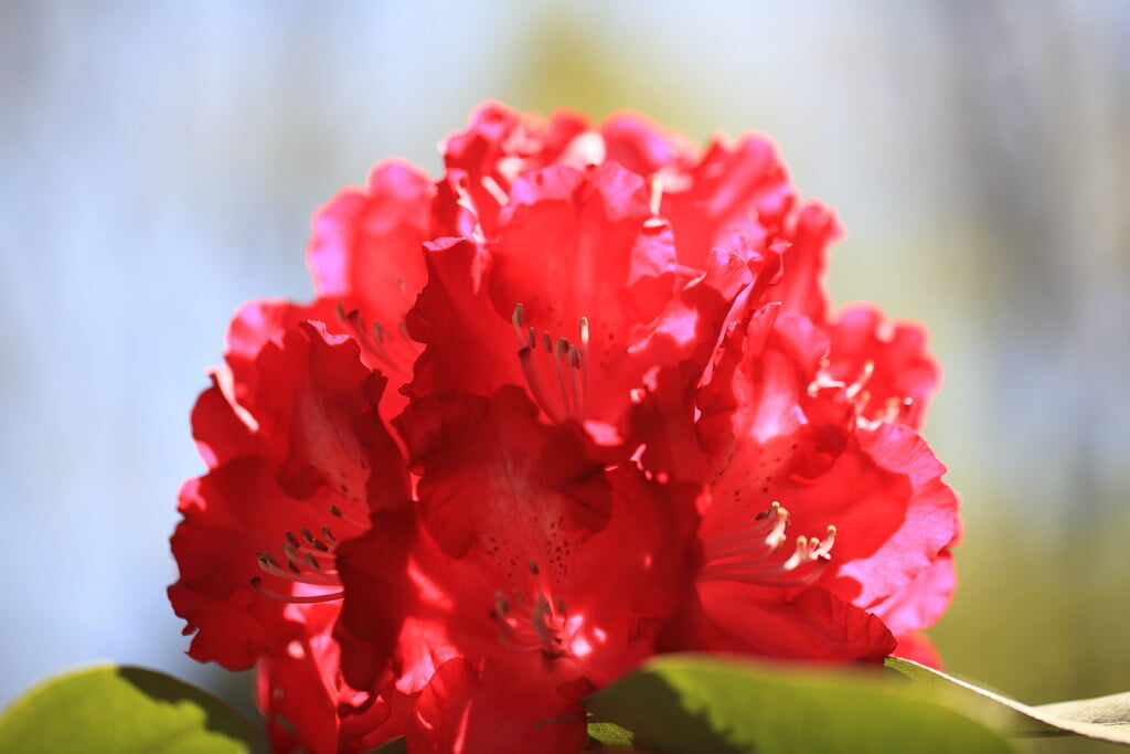 栃木植物園 大柿花山の写真7