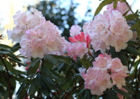 栃木植物園 大柿花山