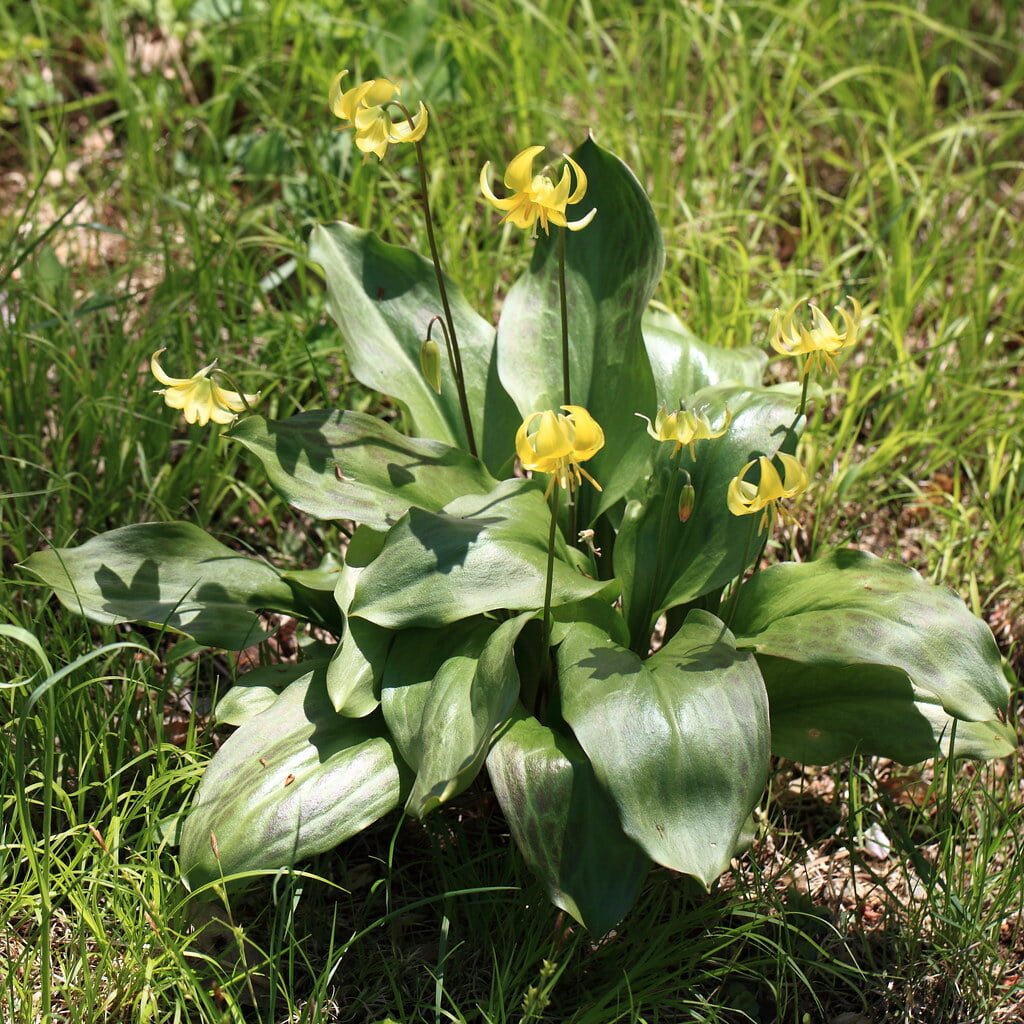 栃木植物園 大柿花山の写真9