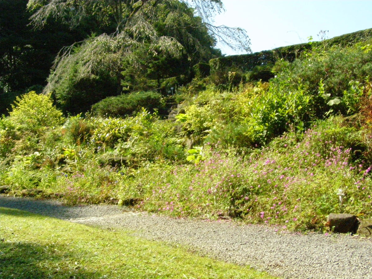 東北大学植物園の写真1