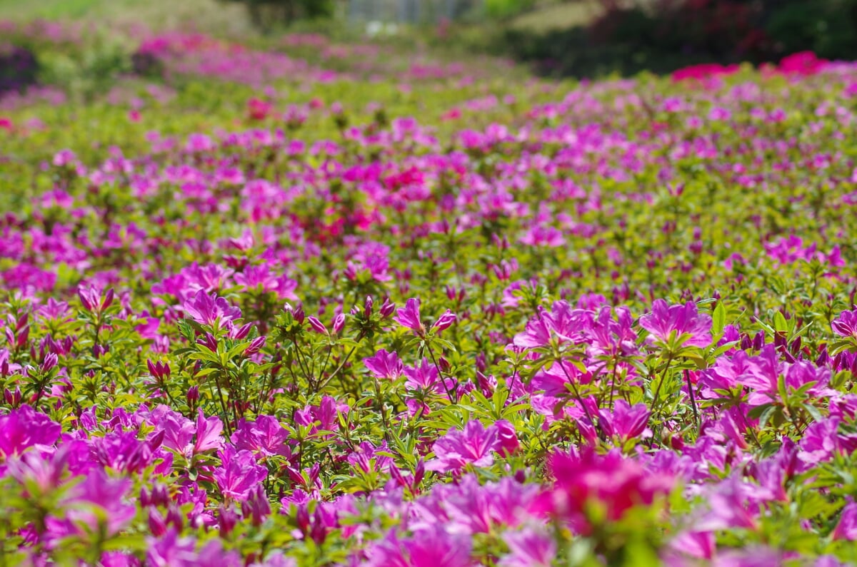 あつぎつつじの丘公園の写真2