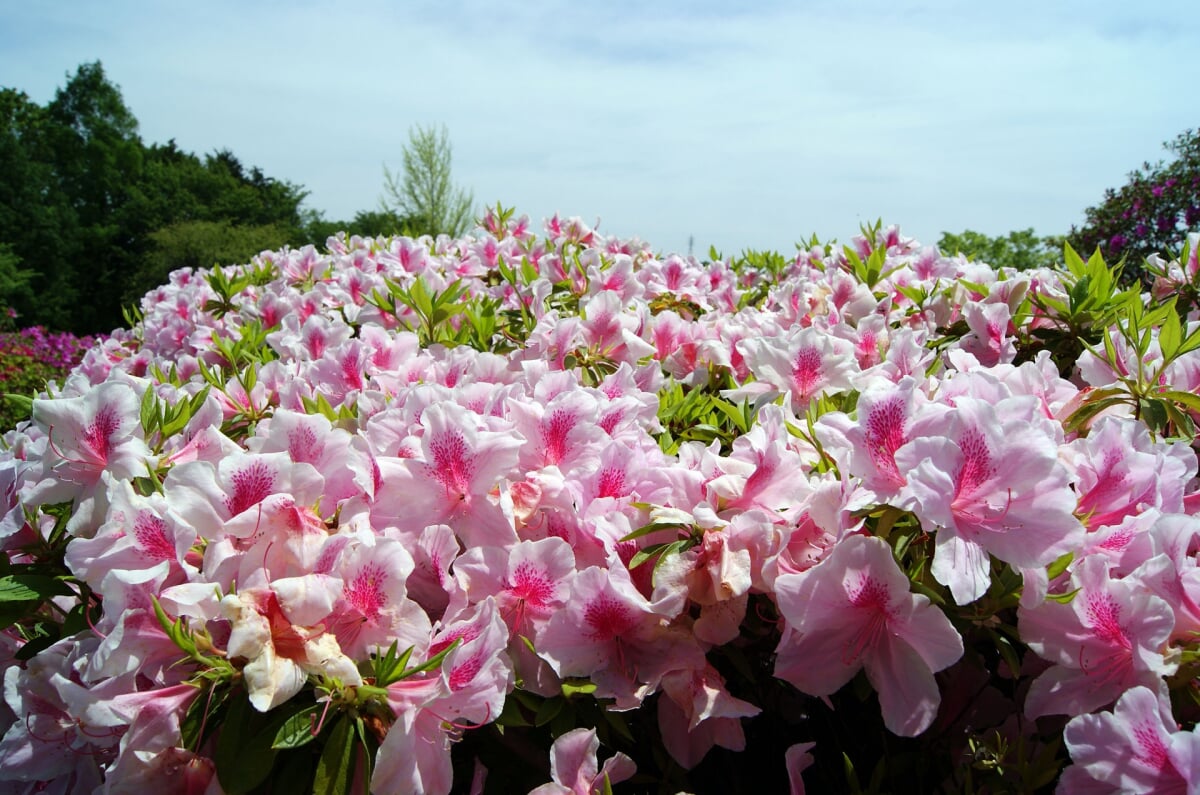 あつぎつつじの丘公園の写真5