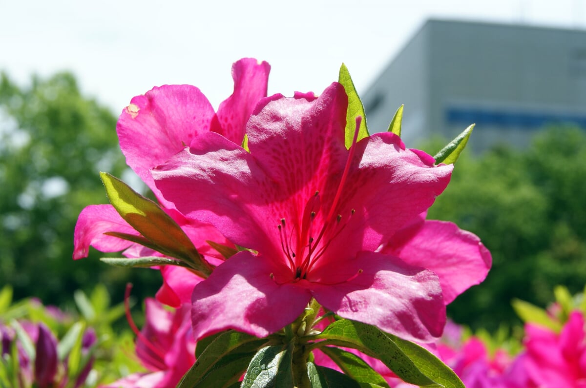 あつぎつつじの丘公園の写真6