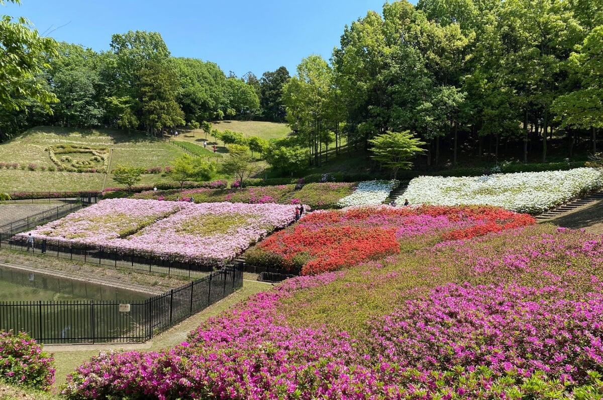 あつぎつつじの丘公園の写真1