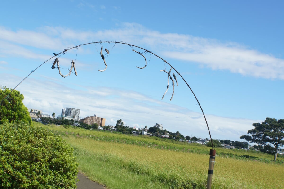 イシックス馬入のお花畑の写真2