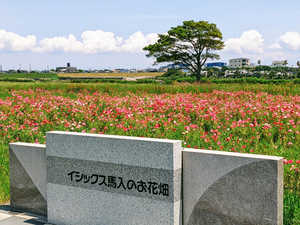 イシックス馬入のお花畑の写真1