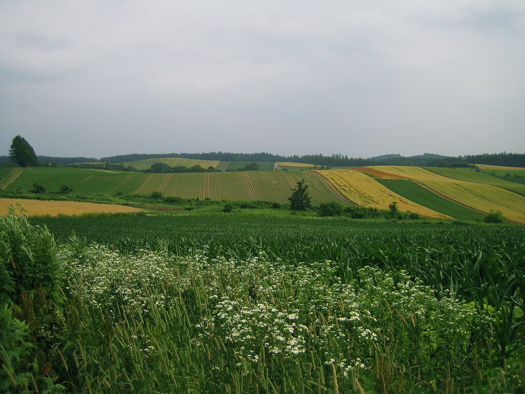 マイルドセブンの丘の写真2