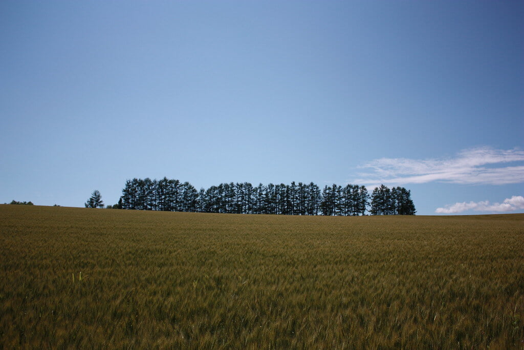 マイルドセブンの丘の写真3