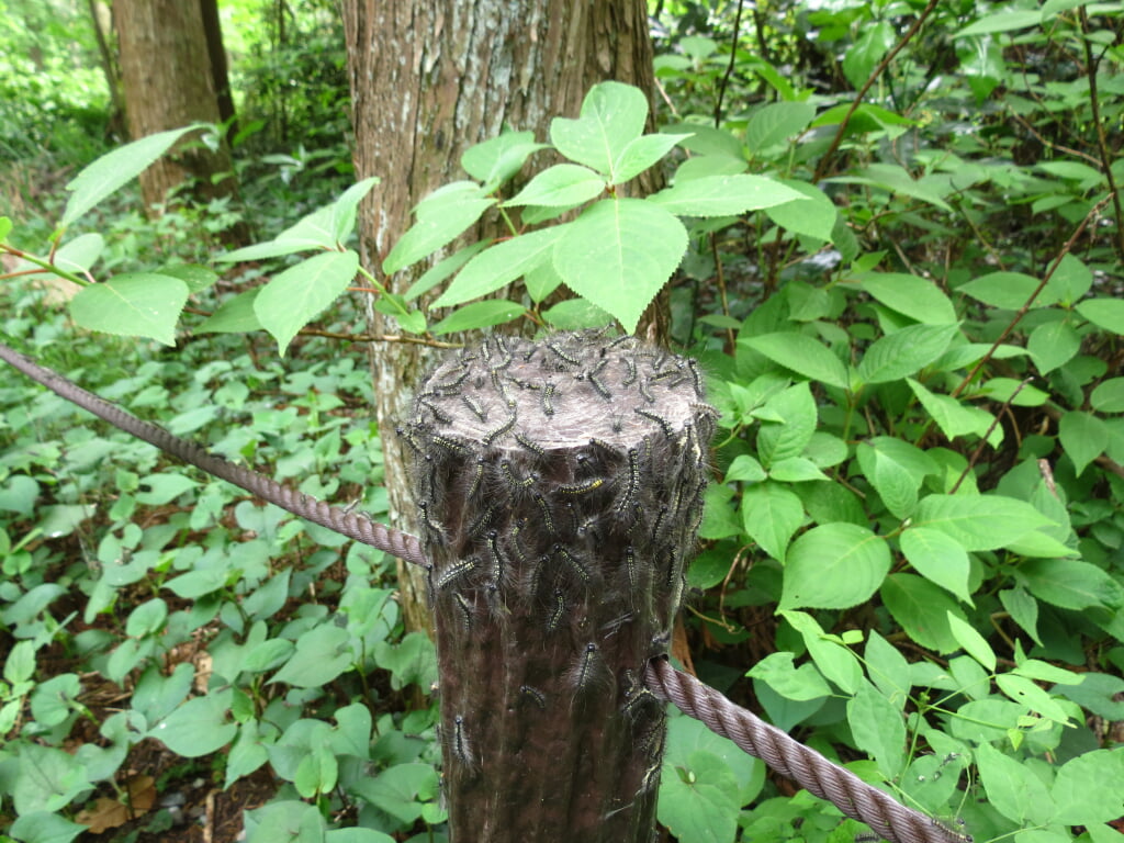 相模原中央緑地の写真2