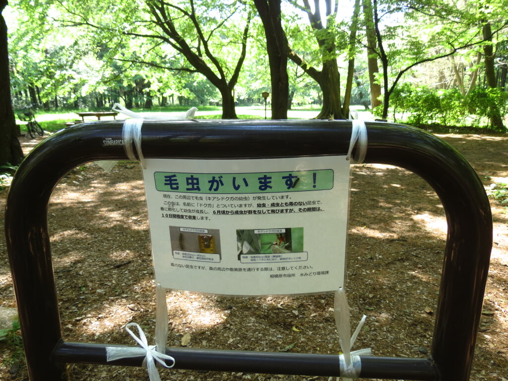 相模原中央緑地の写真1