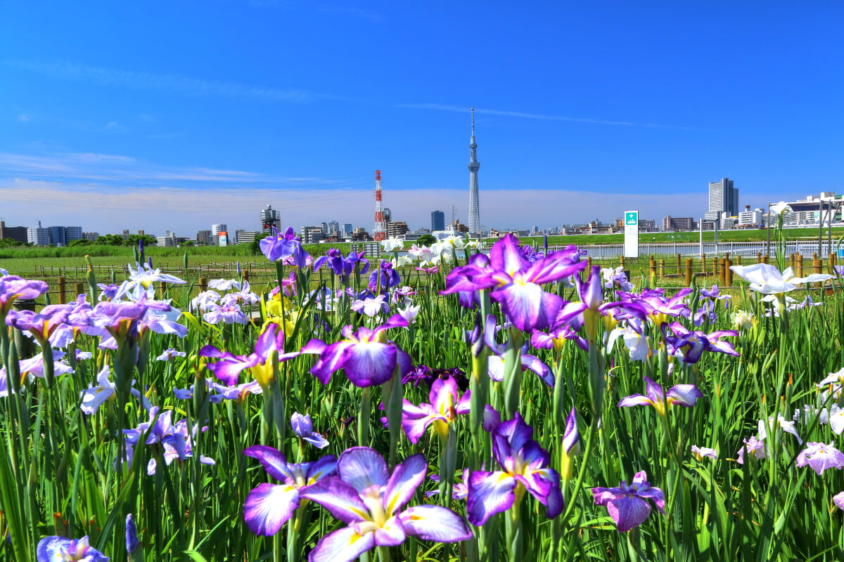 堀切公園の写真2