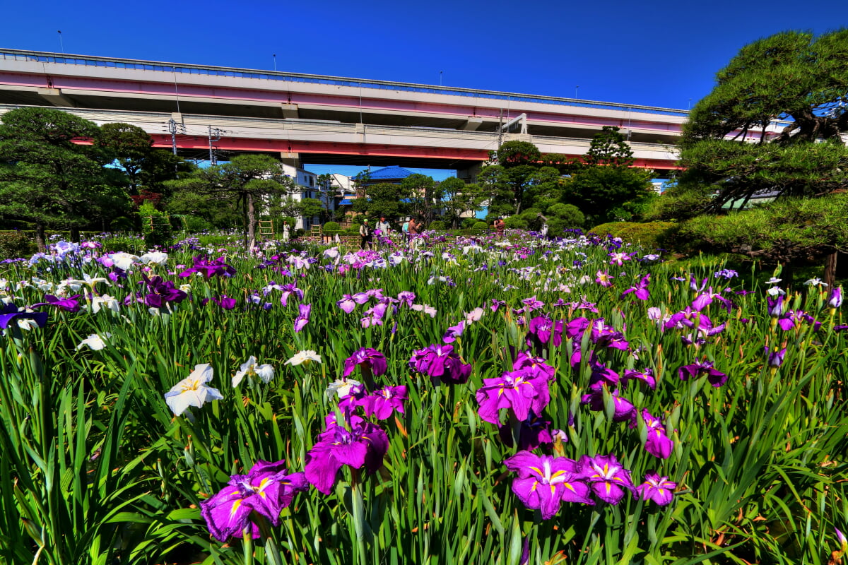 堀切公園の写真1