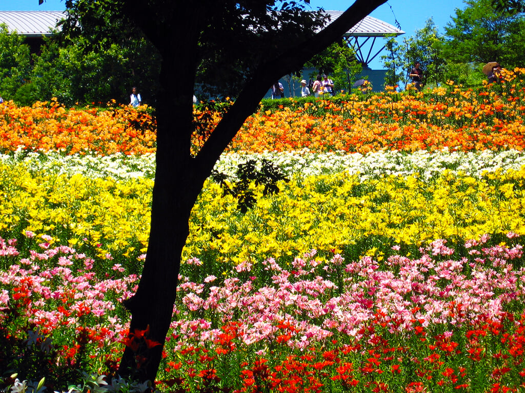 狭山丘陵の写真1