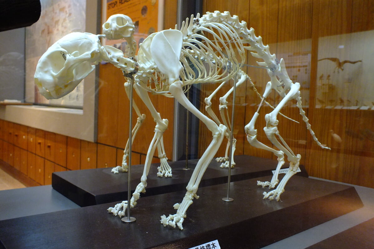 西表野生生物保護センターの写真2