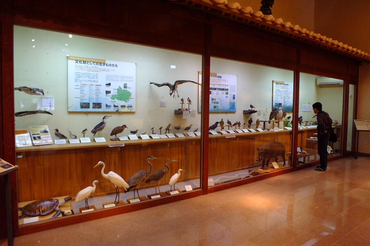 西表野生生物保護センターの写真3