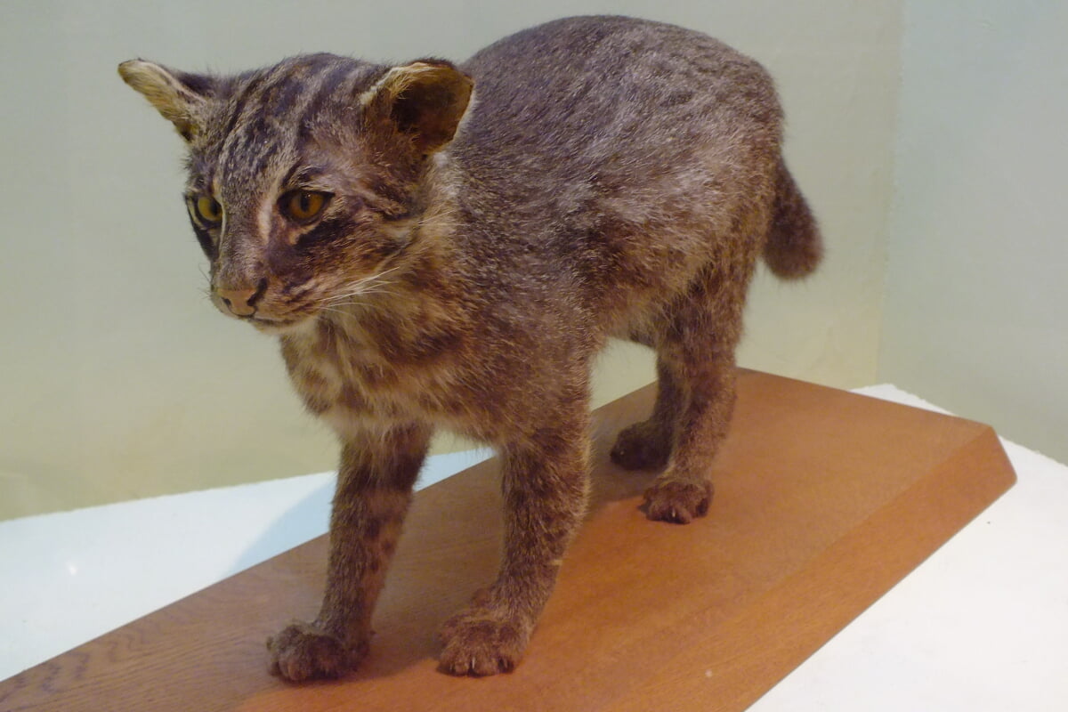 西表野生生物保護センターの写真5