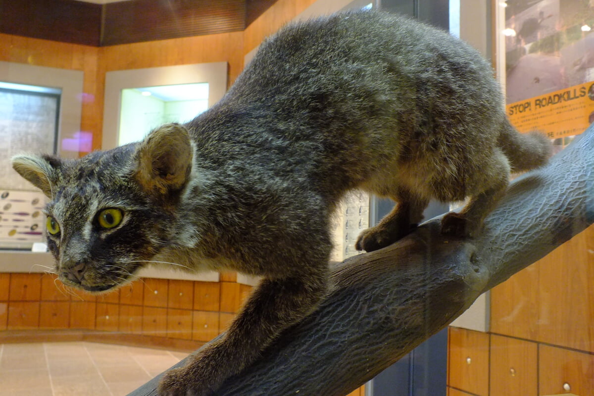 西表野生生物保護センターの写真10