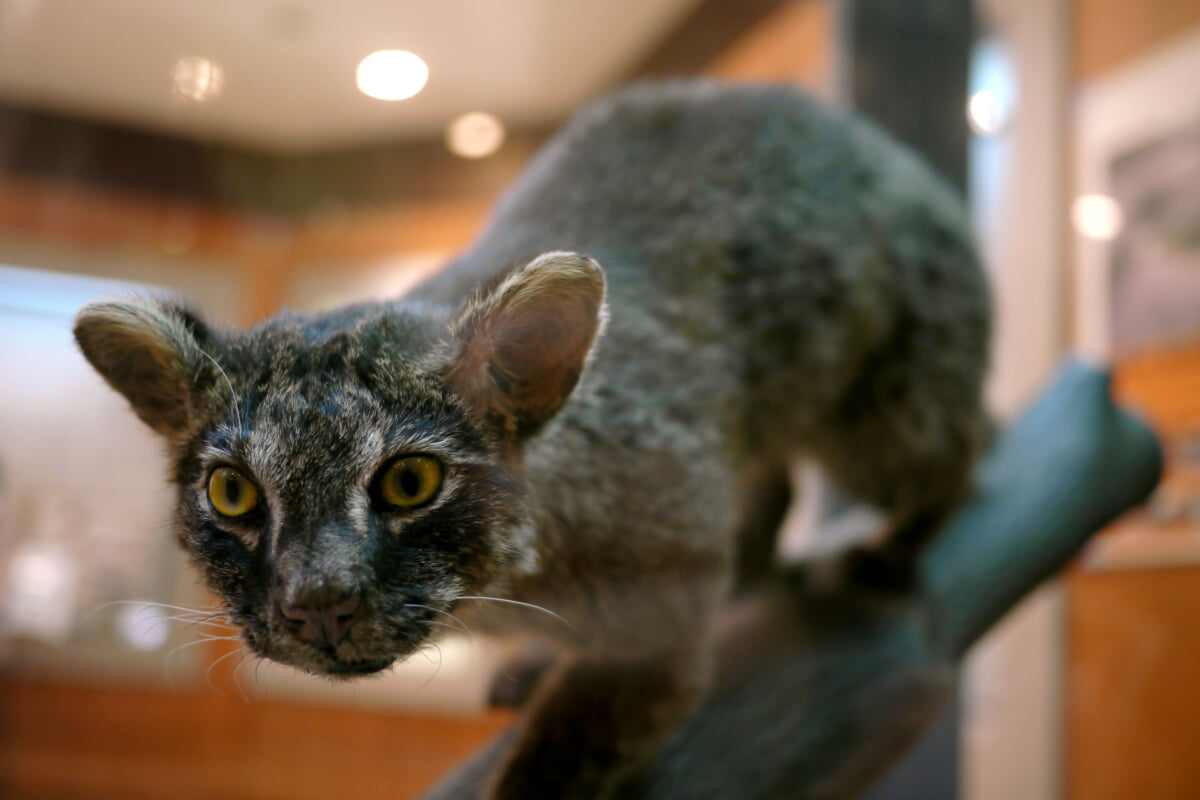 西表野生生物保護センターの写真11