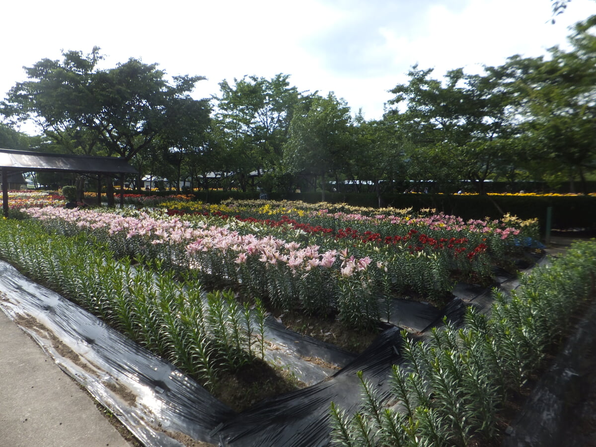 篠山玉水ゆり園の写真2
