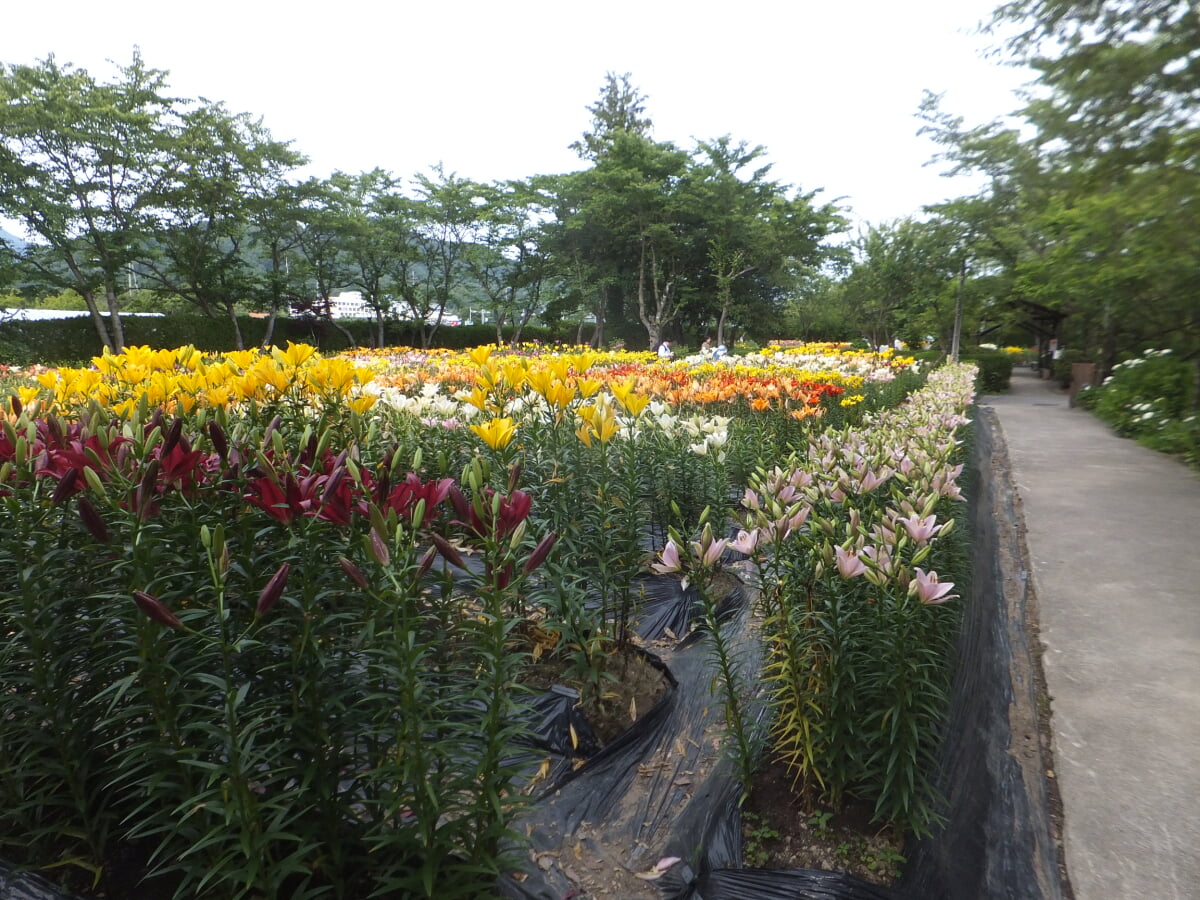 篠山玉水ゆり園の写真3