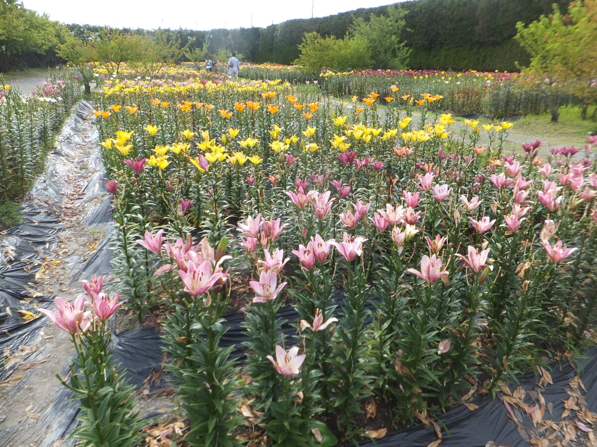 篠山玉水ゆり園の写真4