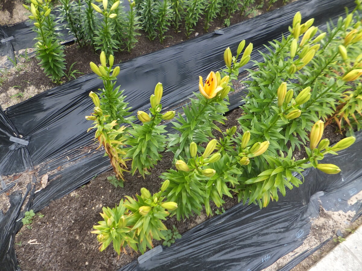 篠山玉水ゆり園の写真5