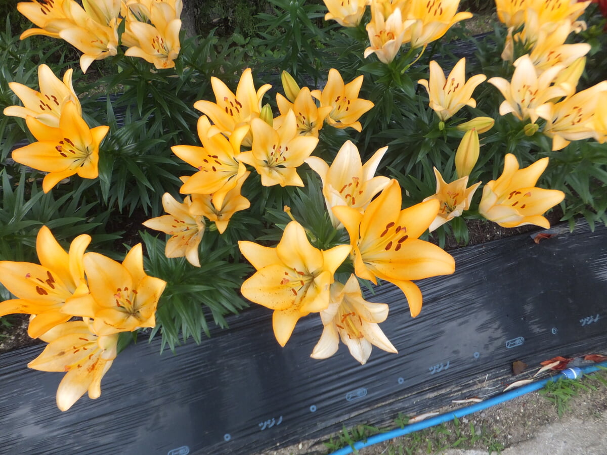 篠山玉水ゆり園の写真6