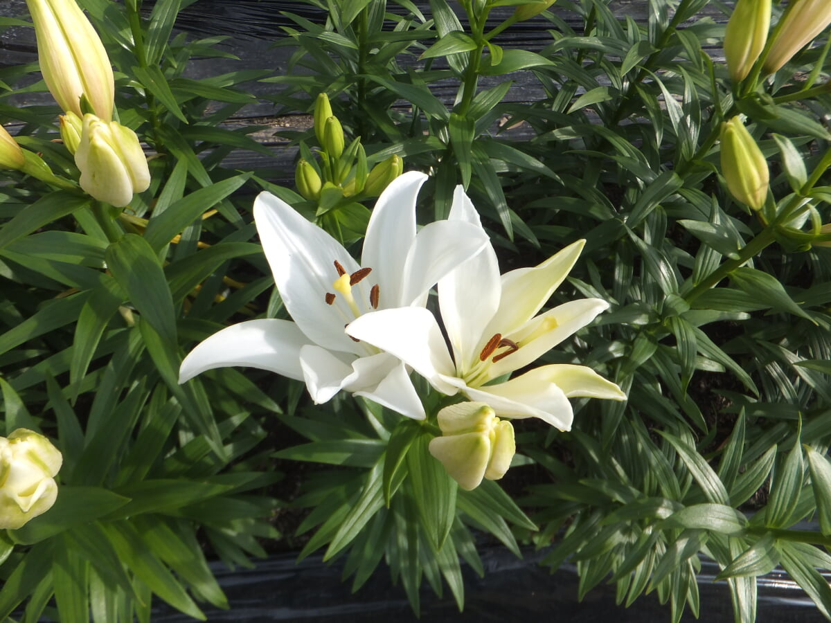 篠山玉水ゆり園の写真7