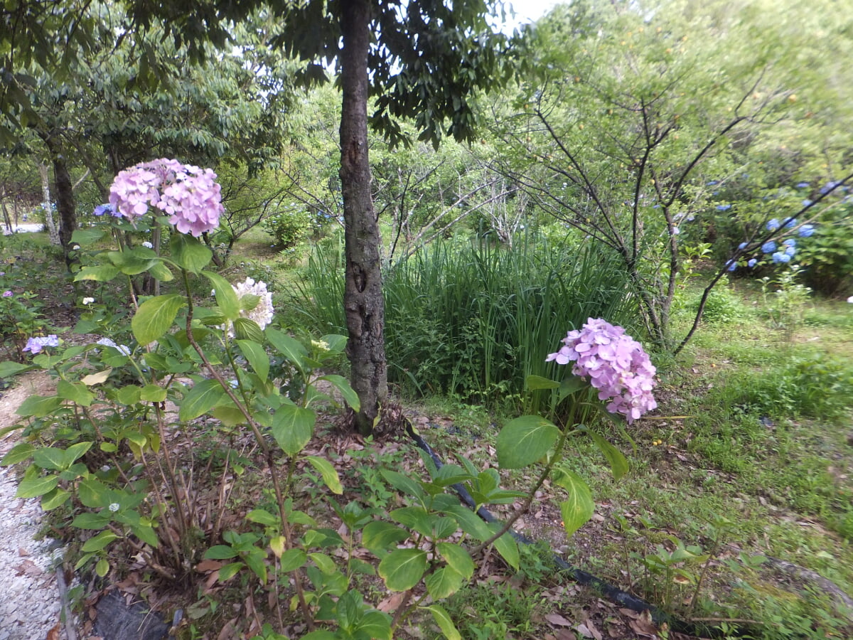 篠山玉水ゆり園の写真8
