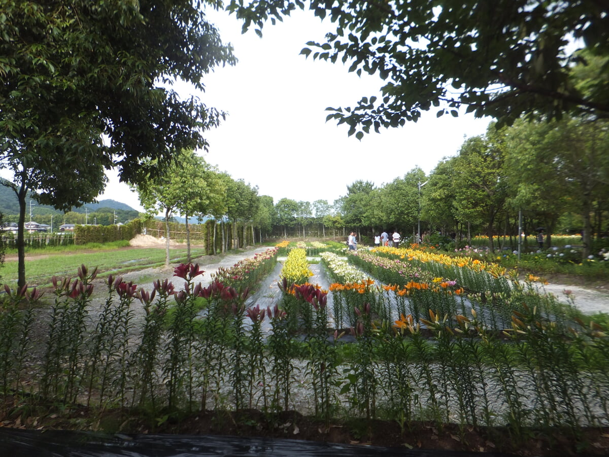 篠山玉水ゆり園の写真9