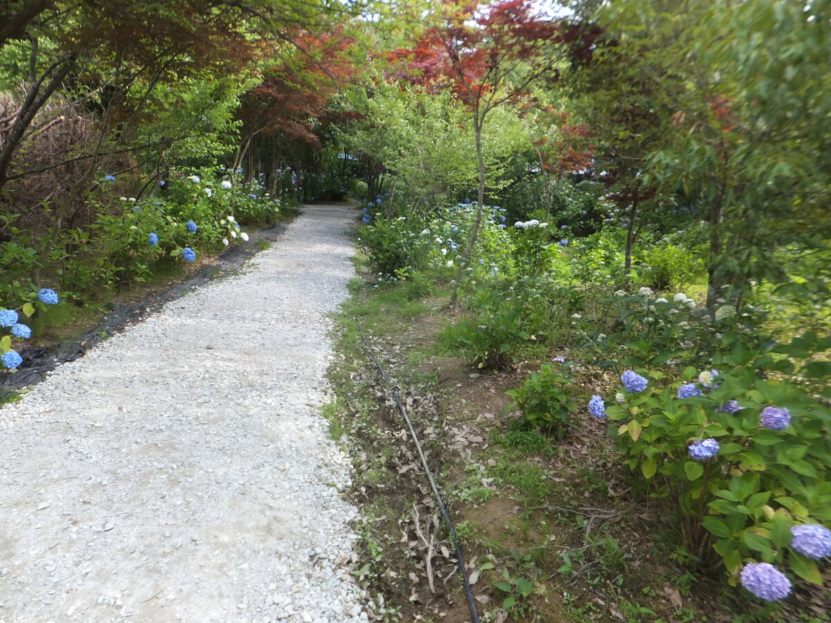 篠山玉水ゆり園の写真10