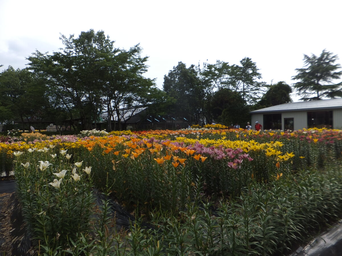 篠山玉水ゆり園の写真11