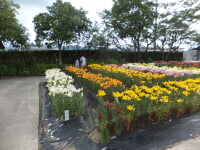 篠山玉水ゆり園