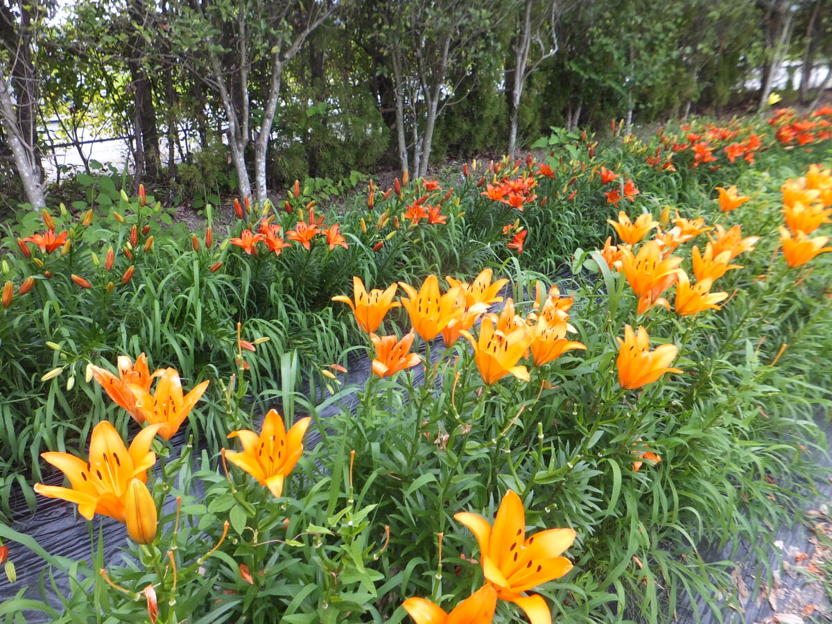 篠山玉水ゆり園の写真12